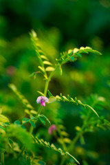 Fresh Green Chickpeas field , Chick peas also known as harbara or harbhara in hindi and Cicer is...