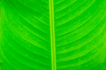 Close up of green leaf with detailed leaf texture.Leaf texture pattern.Green Leaf Texture background with light behind.