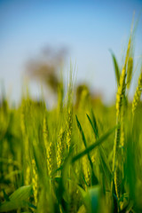 Close-up view of green wheat field in India