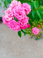 miniature roses is small rose suitable for planting as potted plants
