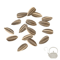 ひまわりの種のイラスト