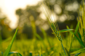 Close-up view of green wheat field in India