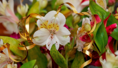 Obraz na płótnie Canvas Blurred background. Bouquet of alstroemeria flowers. Background, wallpaper, floristry.
