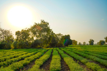 Fresh Green Chickpeas field , Chick peas also known as harbara or harbhara in hindi and Cicer is...