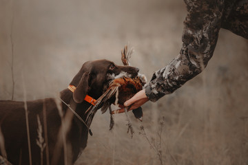 hunting dog gives pheasant game to owner - Powered by Adobe