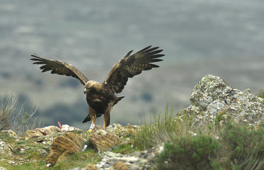 Aguila real