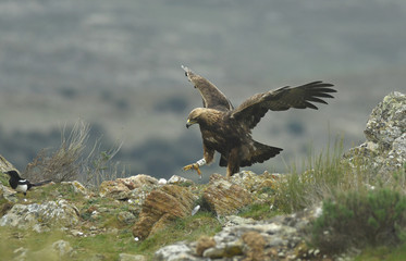 Aguila real