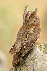 Autillo