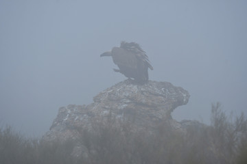 buitre en la niebla