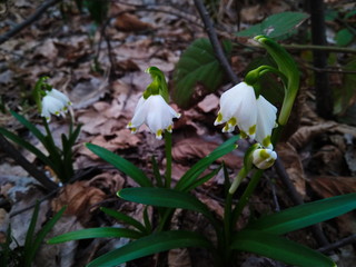 Snowdrops in the forest. First spring flowers