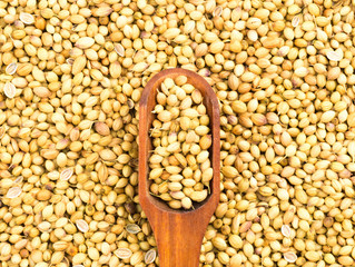 Spice coriander (Coriandrum sativum) in wooden scoop on coriander background. Organic food concept