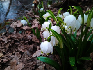 Snowdrops in the forest. First spring flowers