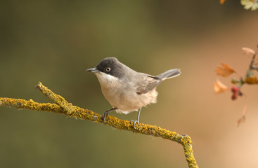 aves silvestres