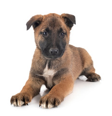 puppy malinois in studio