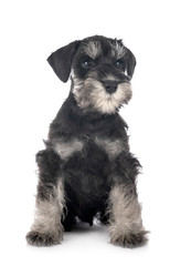 miniature schnauzer in studio