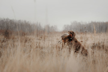 hunting dog holding a pheasant game in mouth - obrazy, fototapety, plakaty