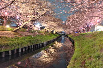 cherry blossom 日本の夜桜 船橋 海老川 千葉 ライトアップ 春 絶景