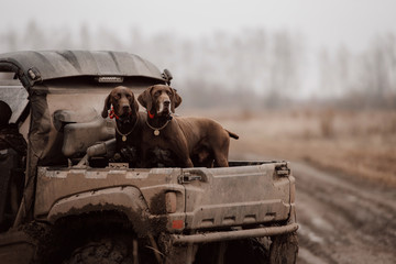 two brown german shorthaired pointer dogs in a car trunk