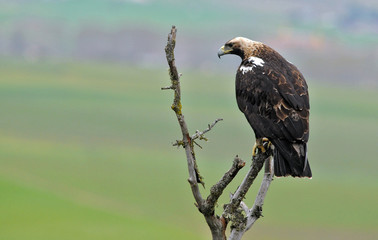 aguila imperial