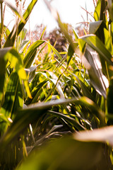 Leaves of corn