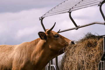 limousin cow eating hay at hay rack, countryside Luxembourg - obrazy, fototapety, plakaty