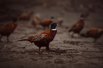 pheasant birds walking outdoors in autumn