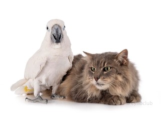 cat and White cockatoo © cynoclub