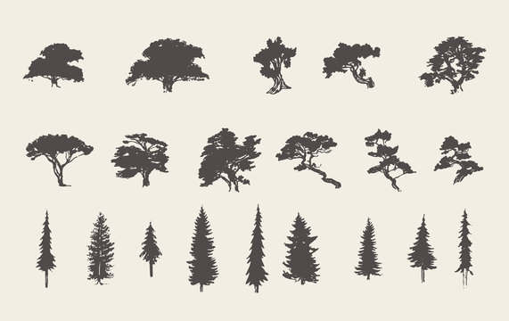 Set silhouettes trees pine fir cedar vector sketch