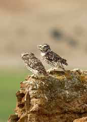 pareja de mochuelos