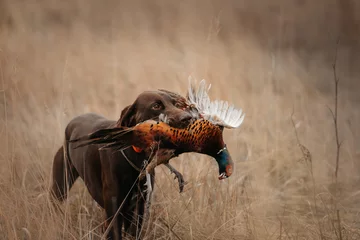 Fotobehang happy hunting dog bringing pheasant game in mouth © ksuksa