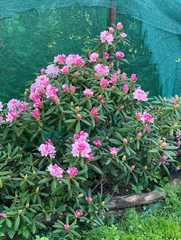 bush of spring blooming pink white orange rhododendrons