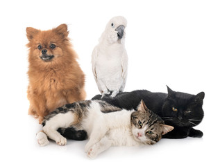 stray cats  spitz and cockatoo © cynoclub
