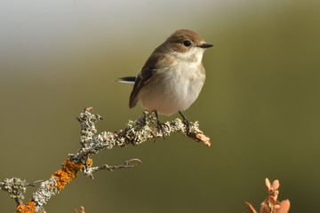 papamoscas cerrojillo