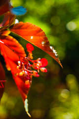 simarouba glauca plant in Kerala India.