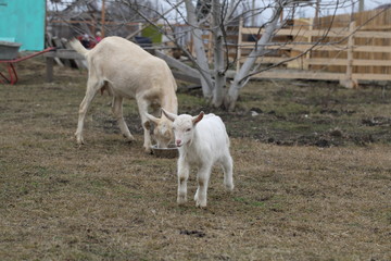 White Russian goat on the street