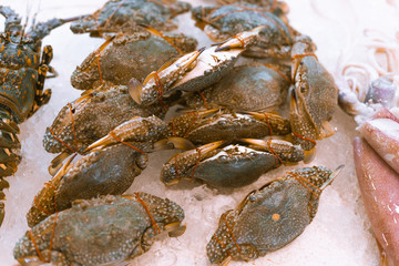 Different seafood frozen and fresh in a beautiful way. Crabs, clam, fish