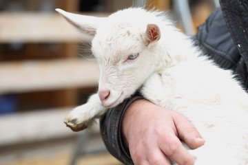 White goatling on the street