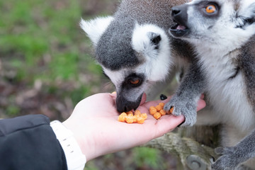 Ring-tailed Lemur eating