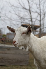 White goat on the street