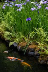 Koi Fish and Iris in the Portland Japanese Garden