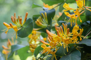 開花し始めたロニセラの花と蕾／Lonicera