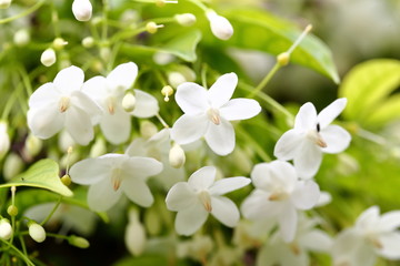 Wrightia religiosa Benth is white, fragrant. The flowers are in full bloom, about 2 centimeters in size.