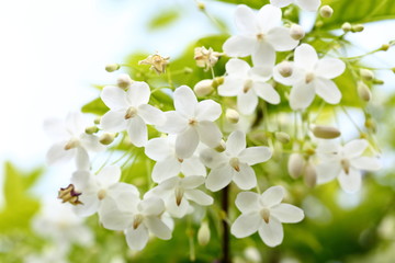 Wrightia religiosa Benth is white, fragrant. The flowers are in full bloom, about 2 centimeters in size.