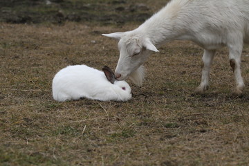 Fototapeta premium Rabbit and white goat on the street