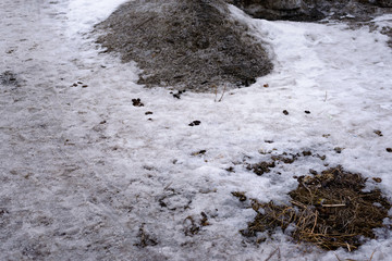 Litter of wild and domestic animals on the lawn in winter and spring before the snow melts . Environmental pollution. Culture and not the culture of dog breeders.