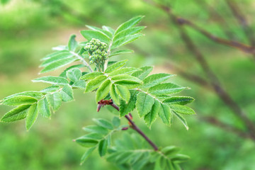 Buds and fresh leaves of rowan in spring