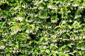 Wrightia religiosa Benth is white, fragrant. The flowers are in full bloom, about 2 centimeters in size.