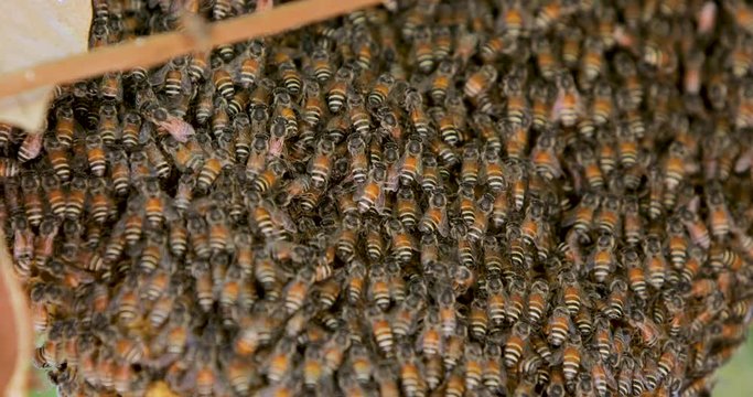 Apis florea or Honeycomb and bee on  longan tree. red dwarf honey bee.
