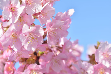 桜の花　青空