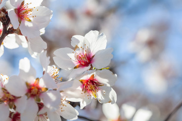 Spring blooming. White almond flowers closeup, blur background